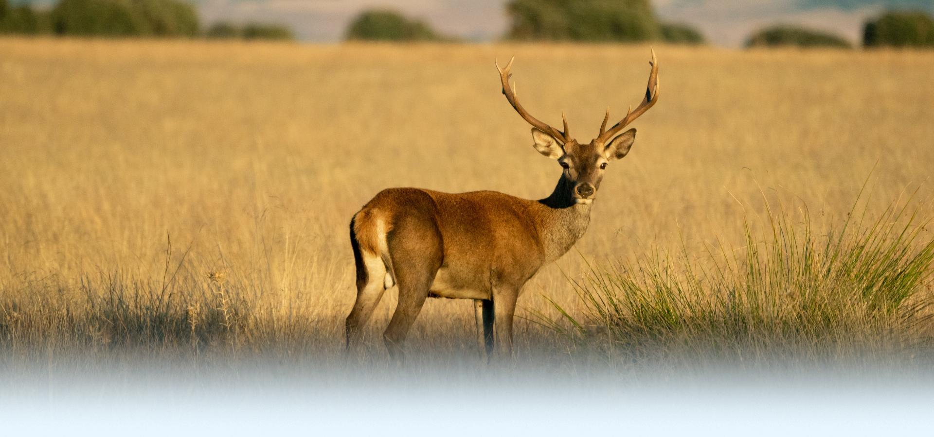 Horiagua - cabañeros